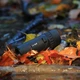 Монокуляр Opticron T4 Trailfinder 10x25 WP (DAS301631) - зображення 3