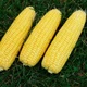 Насіння Кукурудза цукрова Світ Парадайз F1 Lark Seeds 20 шт - зображення 2