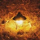 Акумуляторний переносний LED ліхтар Camping lamp GL-2208 чорний - зображення 6