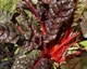 Насіння Мангольд Вулкан, 3 г (GL Seeds) - зображення 6