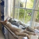 Гамак для котов на окно подвесной лежанка для кошек на присосках (kt-0048) - изображение 9