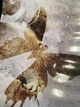 Кухонный фартук Скинали Бабочки и Завитки (виниловая пленка наклейка ) винтаж текстура Коричневый 60х200 см - изображение 2