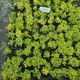 Бересклет Форчуна 'Emerald'n Gold'. Контейнер 2 л. Отправка в марте – апреле - изображение 5