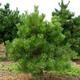 Саженцы Яскрава Сосна обыкновенная (Pinus sylvestris L.) (контейнер 0.5 л) (58311) - изображение 1