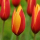 Цибулини Яскрава Тюльпан ботанічний Clusiana var Chrysantha (43922) (5шт) - зображення 2