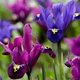 Комплекты с луковичными Яскрава Комплект луковиц ирисов Reticulata Аметист (47922) (12 луковиц)(12шт) - изображение 2