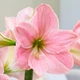 Луковицы Яскрава Гиппеаструм Sweet Star (59113) (1шт) - изображение 1