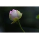 Об’єктив Sigma AF 85mm F1.4 DG DN Art для Sony E - изображение 7