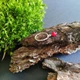 Срібна каблучка з коралом, вага виробу 1,6 гр (2145646) - зображення 7