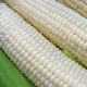 Насіння Кукурудза Снігова королева, 20 г (GL Seeds) - зображення 3