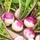Семена Брюква Шведская, 10 г (GL Seeds) - изображение 2