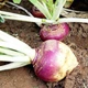 Семена Брюква Шведская, 10 г (GL Seeds) - изображение 4