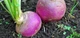 Семена Брюква Шведская, 10 г (GL Seeds) - изображение 5