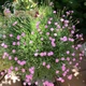 Гвоздика серовато-голубая 'Pink Jewel'. Контейнер 2 л - изображение 2