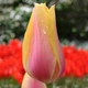 Цибулини Яскрава Тюльпан Гігантський Blushing Beauty (30925) (3шт) - зображення 1