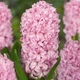 Луковицы Яскрава Гиацинт садовый Fondant (31116) (2шт) - изображение 1