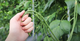 Насіння Вігна Шарлотта, 10 шт (GL Seeds) - зображення 4