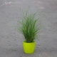 Мискантус китайский 'Yakushima Dwarf'. Контейнер 3 л - изображение 3
