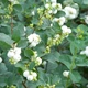 Саджанці Снігоягідник White Hedge Florium (520061) - зображення 2