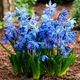 Пролісок Siberica Цибулини Florium (237003) - зображення 2