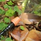 Універсальна система поливу саду та городу 10м Muciakie Garden садова насадка-розпилювач для зрошення 4/7 мм із швидкозатискним конектором - зображення 5