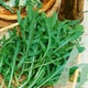 Насіння Рукола дика (багаторіч.) Садиба центр 1 г - зображення 2