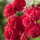 Насіння Мальва Скарлет Чатерс Стрейн, махрова // 0,3 г (GL Seeds) - зображення 4