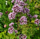 Насіння Орегано (Душиця) Хуторянка, 0.1 г (GL Seeds) - зображення 2
