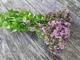 Насіння Орегано (Душиця) Хуторянка, 0.1 г (GL Seeds) - зображення 4