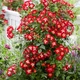 Саджанці Троянда Everglow Ruby Florium (512546) - зображення 1