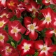Саджанці Троянда Everglow Ruby Florium (512546) - зображення 2
