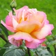 Саджанці Троянда штамбова Gloria Dei Florium (512531) - зображення 4