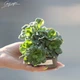 Ломикамінь тіньовий 'Variegata'. Контейнер 0,5 л - зображення 2