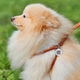 Кругла шкіряна шлея WAUDOG Soft N1 з повідцем для котів і дрібних собак 105 см 6 мм Коричнева (46236) - зображення 5