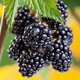 Саженцы Яскрава Ежевика Черный Бриллиант (Black Diamond) (41379) - изображение 1