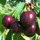 Саженцы Яскрава Вишня Ночка (22505) (гибрид вишни и черешни, летний сорт раннего созревания) - изображение 2