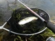 Спиннинг 2,70m Magic Trout Shorty 3g - изображение 2