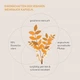 Экстракт ладана (Boswellia Serrata) 500 мг Kurkraft – 180 капсул - изображение 3