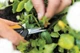 Ножиці Fiskars Solid Micro-Tip SP13 1051600 - зображення 11