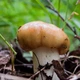 Міцелій Валу, Russula foetens 100 г - зображення 1