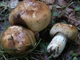 Міцелій Валу, Russula foetens 100 г - зображення 3