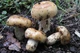 Міцелій Валу, Russula foetens 100 г - зображення 4