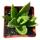 Суккулент Алоэ благородное (Aloe nobilis), контейнер 7*7*8 см (s047s) - изображение 2