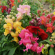Насіння Левовий зів Карликовий суміш, 0,1 г (Насіння України) - зображення 3
