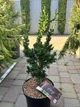 Кіпарисовик Лавсона Wissels Saguaro, горщик л, висота 70-100 см - зображення 1