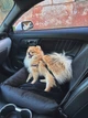 Автокресло автогамак лежак со съемным чехлом для собак и кошек 50х50 см Incor Черный (Ч-52) - изображение 8