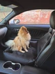 Автокресло автогамак лежак со съемным чехлом для собак и кошек 50х50 см Incor Черный (Ч-52) - изображение 9