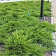 Можжевельник казацкий Tamariscifolia 10л - изображение 3