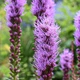 Ліатріс колосковый 'Floristan Violet' в контейнері 1л - зображення 4