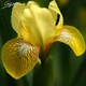 Ірис болотний 'Variegata'. Контейнер 3 л - зображення 2